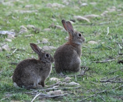 Un estudio del IREC confirma que el conejo de monte es un reservorio de fiebre Q